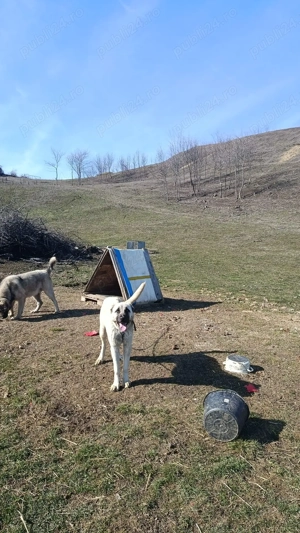 Cangal de vanzare(femela) - imagine 4