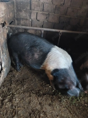 Vând două scrofite bazna gestante - imagine 2