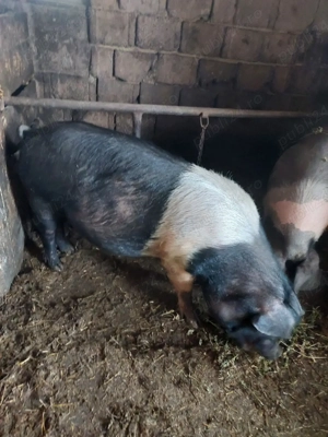 Vând două scrofite bazna gestante - imagine 3