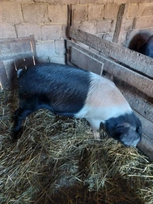 Vând două scrofite bazna gestante - imagine 4