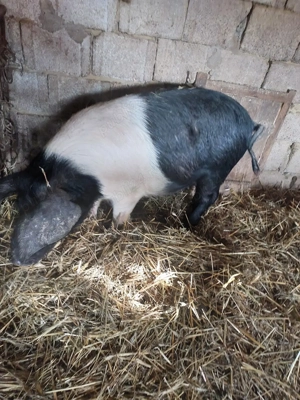 Vând două scrofite bazna gestante - imagine 5