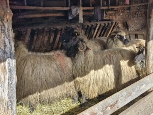 Oi de vanzare ,Pret negociabil