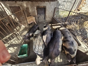 Porci de vanzare ,Pret negociabil 16 lei kg - imagine 3