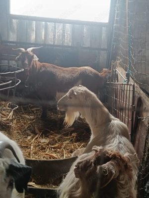 vand oi si capre  - imagine 4