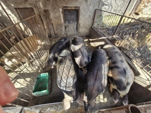 Porci de vanzare ,Pret negociabil 16 lei kg