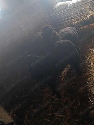 vand oi si capre  - imagine 2