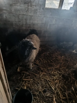 vand oi si capre  - imagine 3