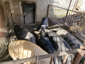 Porci de vanzare ,Pret negociabil 16 lei kg - imagine 2