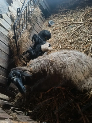 vand oi si capre  - imagine 5