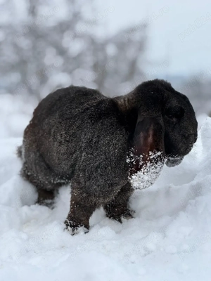 Mascul Berbec German  - imagine 2