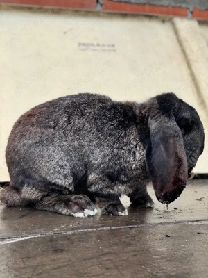 Mascul Berbec German  - imagine 3