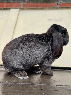 Mascul Berbec German  - imagine 4