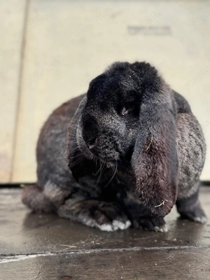 Mascul Berbec German 