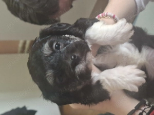 Bichon maltez - imagine 2