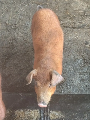 Purcei de vânzare  - imagine 5