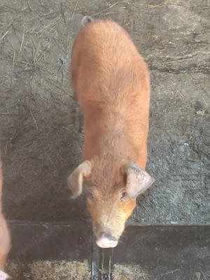 Purcei de vânzare  - imagine 4