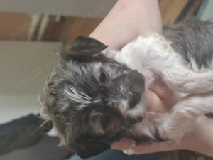 Bichon maltez - imagine 3