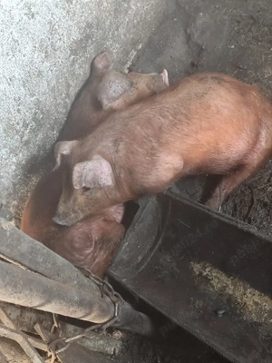 Purcei de vânzare  - imagine 3