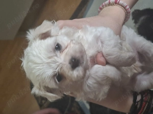 Bichon maltez - imagine 4