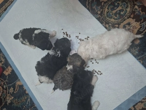 Bichon maltez - imagine 5