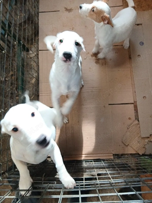 Jack russell terriers  - imagine 4
