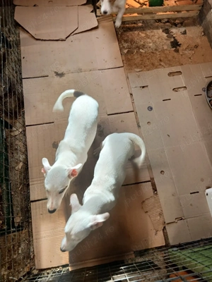 Jack russell terriers  - imagine 3