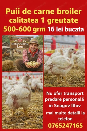 Puii de carne CALITATEA 1