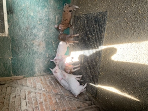 Vând purcelusi - imagine 2