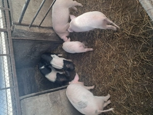 Vand soldani in beltiug 