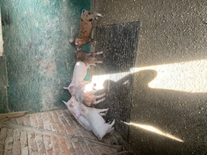 Vând purcelusi - imagine 4