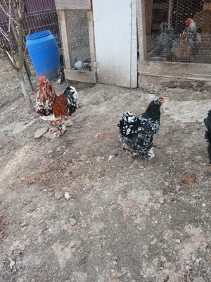 cocoș brathma porțelan  - imagine 4