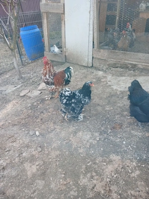 cocoș brathma porțelan  - imagine 2