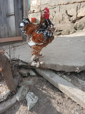 cocoș brathma porțelan  - imagine 3