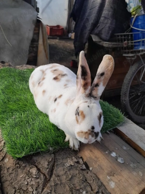 vand mascul rex tricolor  - imagine 2