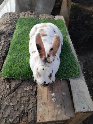 vand mascul rex tricolor  - imagine 4