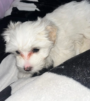 Bichon  maltez  2,luni deparazitați  - imagine 3