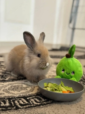 Iepure pitic cu cușcă mare și toate cele necesare - imagine 2