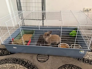 Iepure pitic cu cușcă mare și toate cele necesare - imagine 4