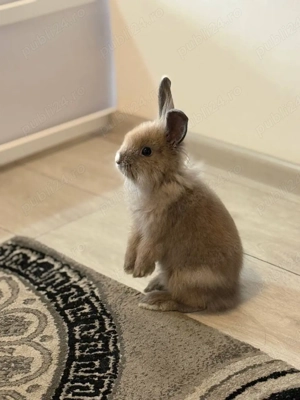 Iepure pitic cu cușcă mare și toate cele necesare