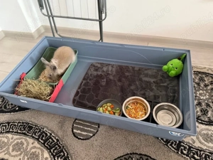 Iepure pitic cu cușcă mare și toate cele necesare - imagine 3