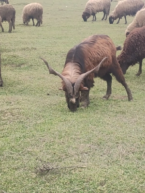 tapi de rasa  - imagine 5