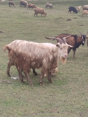 tapi de rasa  - imagine 3