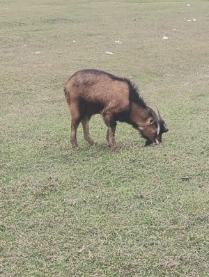 tapi de rasa  - imagine 4