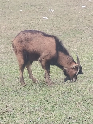 tapi de rasa  - imagine 2