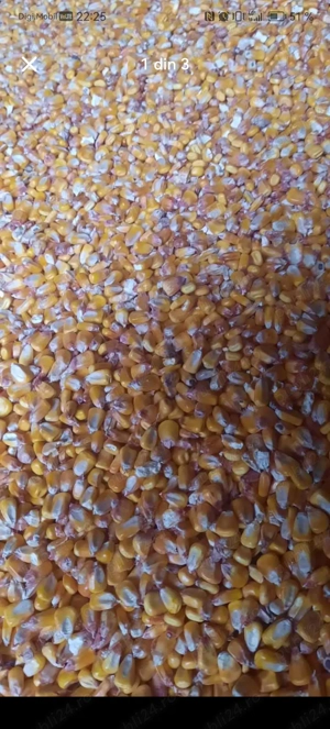 Vand porumb si floarea soarelui - imagine 2