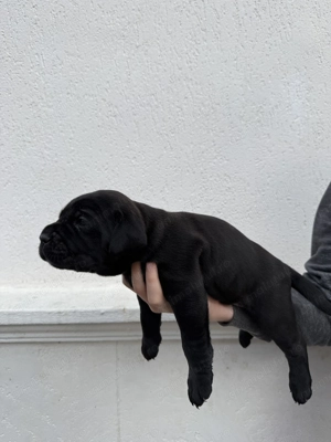 Disponibili spre rezervare pui Cane Corso - imagine 6