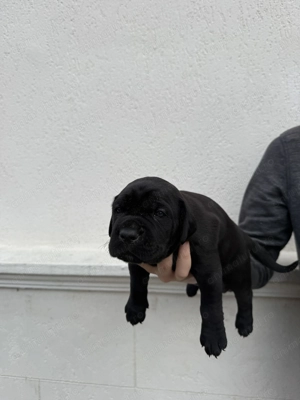 Disponibili spre rezervare pui Cane Corso - imagine 3