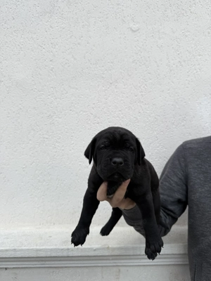 Disponibili spre rezervare pui Cane Corso - imagine 5