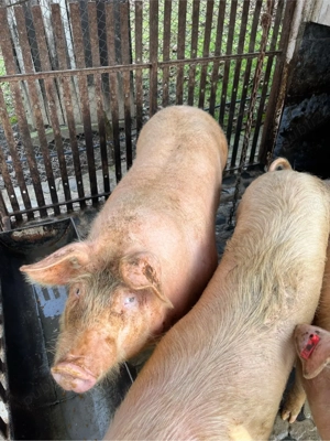 porc crescut in gospodarie