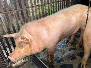 porci de casa